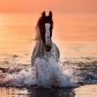 _Koniara_099