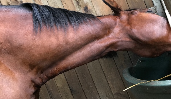 Co byś wolał (quiz o koniach)