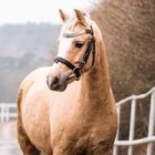 Horselove914