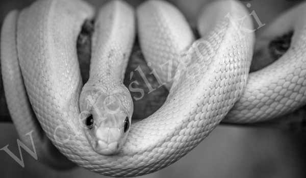 W ciele ślizgonki ~5