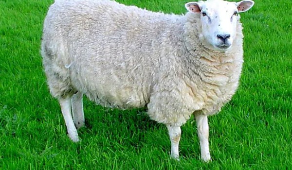 Czy nadajesz sie na ochroniarza dla owieczek?
