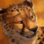 MalagaTheCheetah