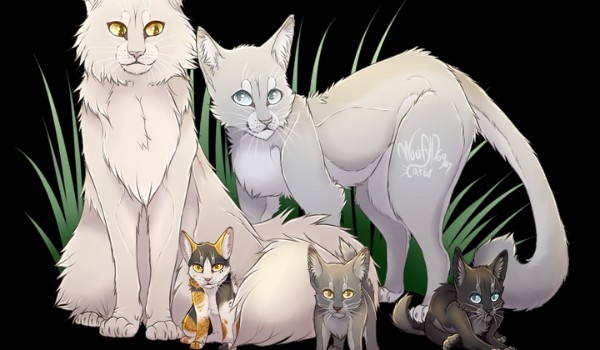 Biala Burza x Wierzbowa skora