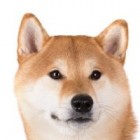 YUMI_OF_SHIBA