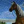HorseOTAKU