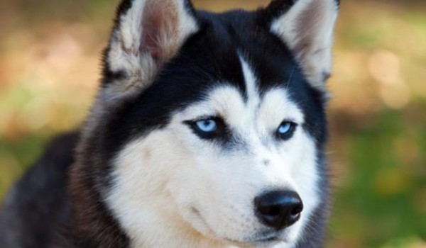 Quiz o Huskim „test”