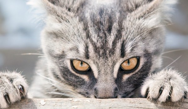 Jakim typem kota jesteś