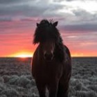 FaunaTheHorse