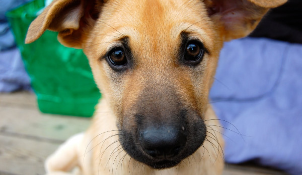 Czy rozpoznasz najrzadsze rasy psów?