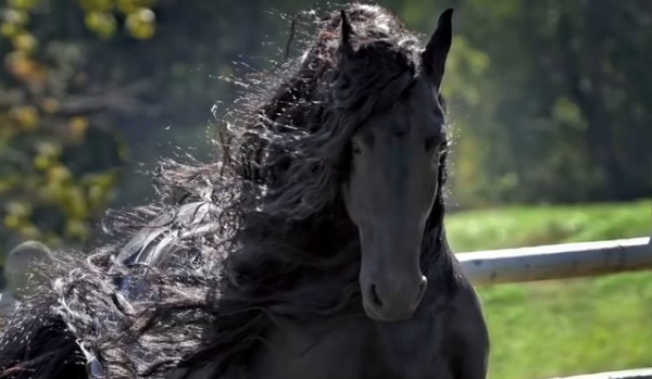 Lisa w świecie koni #2