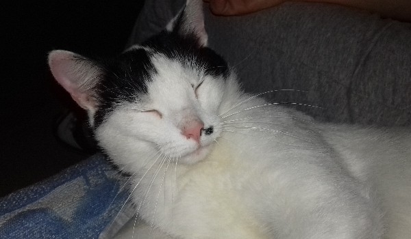 Na ile % jesteś jak kot