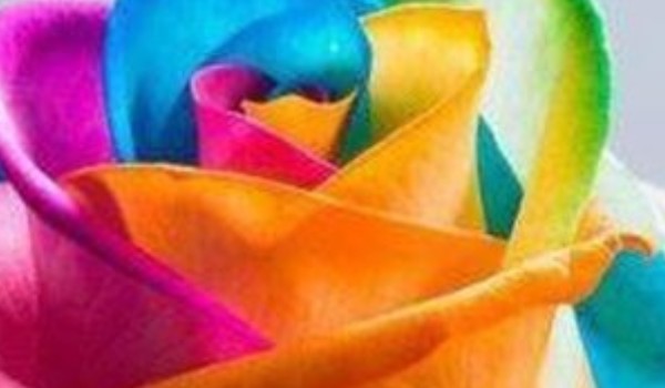 Jaką różą jesteś?