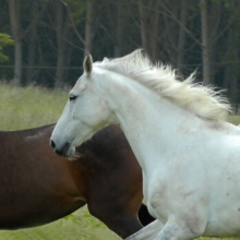 Hayolty