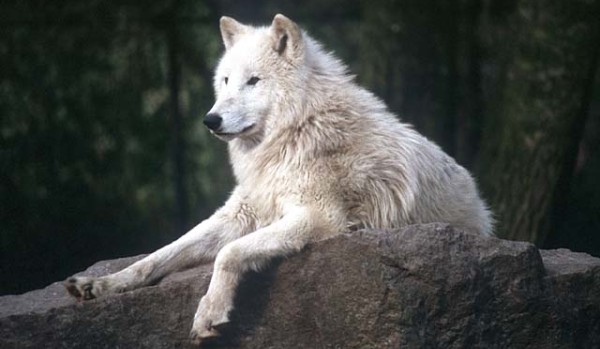 Czy rozpoznasz te rodzaje wilków?