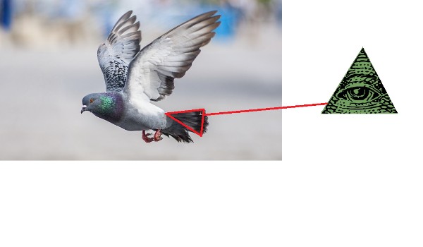 Gołębie to Illuminati!