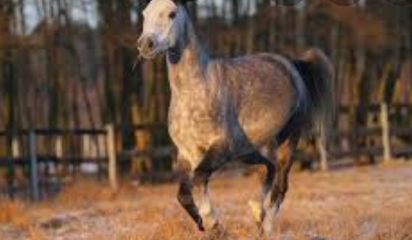 Jaką rasą konia jesteś