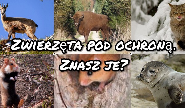 „Cudze chwalicie swego nie znacie,, Czyli jakie zwierzęta są pod ochroną w Polsce?