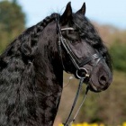 horse696