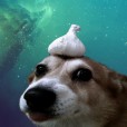 CrunchyPotato