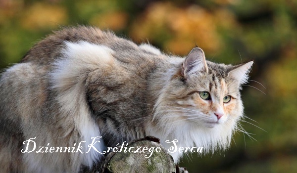 Dziennik Króliczego Serca #8