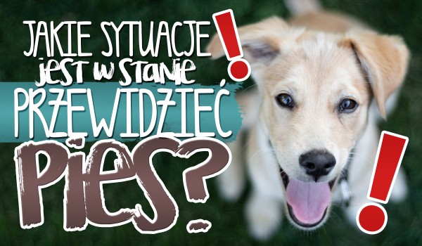 Jakie sytuacje jest w stanie przewidzieć pies?