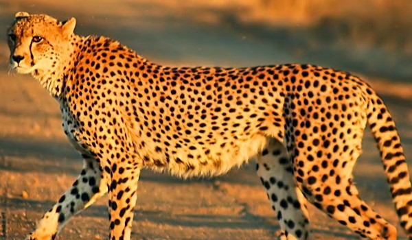 Jak dużo wiesz o gepardach?