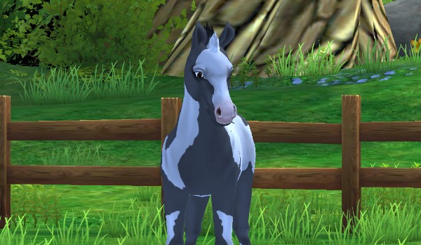 Twój dzień w stajni.