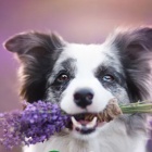 MelanieMartinezMUSIC