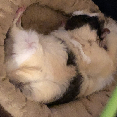 guinea_pigs_lover