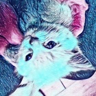 Tigisia
