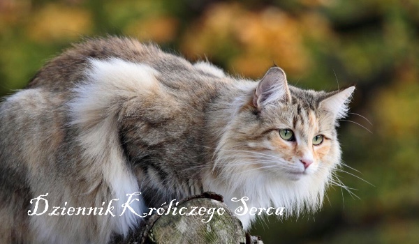 Dziennik Króliczego Serca #5