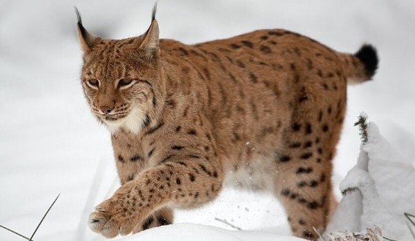 Lynxes