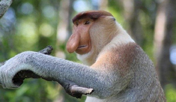 Czy jesteś podobna/y do Janusza?