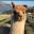Ania_Lama