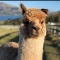 Ania_Lama