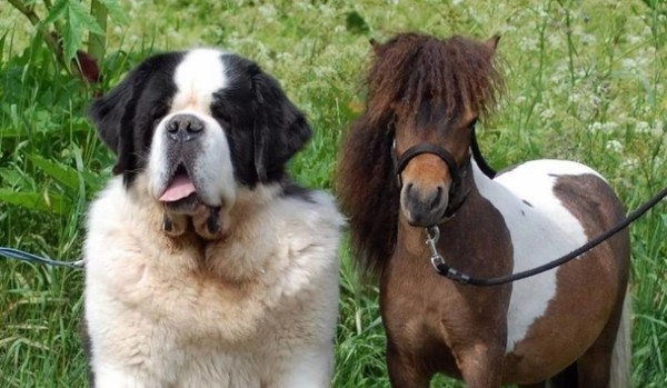Jak dobrze się znasz na psach i koniach?