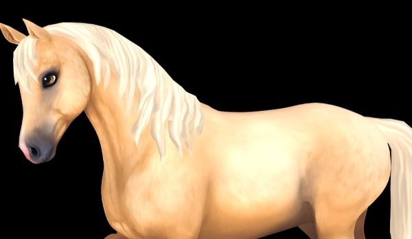 Jaka Rasa Psa Do Ciebie Pasuje?