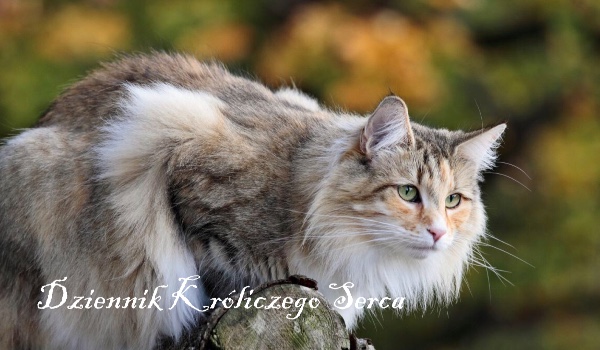 Dziennik Króliczego Serca #10