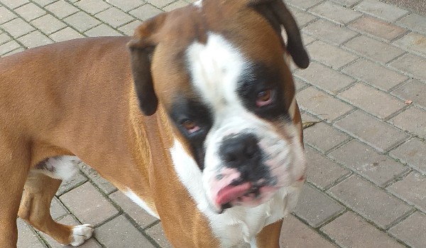 Wierny Pies#6(rozdział 2 )