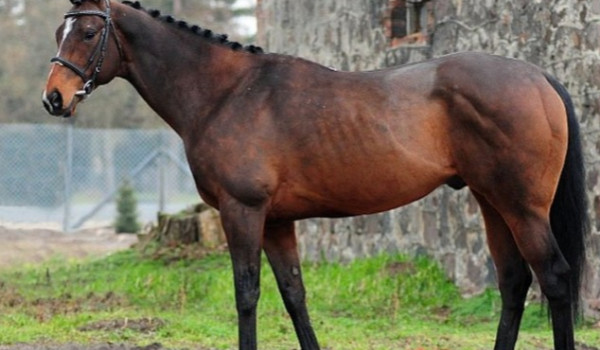 INAZUMA ELEVEN jako dziewczyna hectora helio cz.2