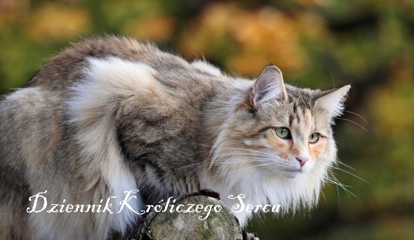 Dziennik Króliczego Serca #4