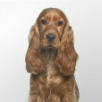 CockerSpanielAngielski