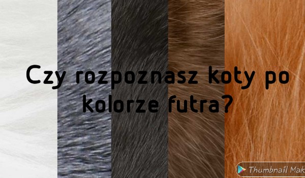 Czy rozpoznasz koty z Wojowników po kolorze futra?
