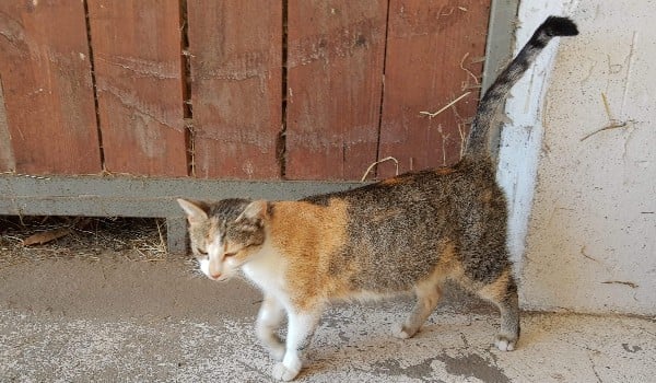 Jak dobrze mnie znasz ~ Część 2!