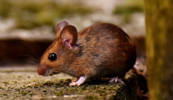 Brązowa Mysz, czyli dlaczego takie jest Podlasie
