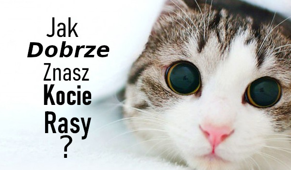 Jak dobrze znasz kocie rasy?