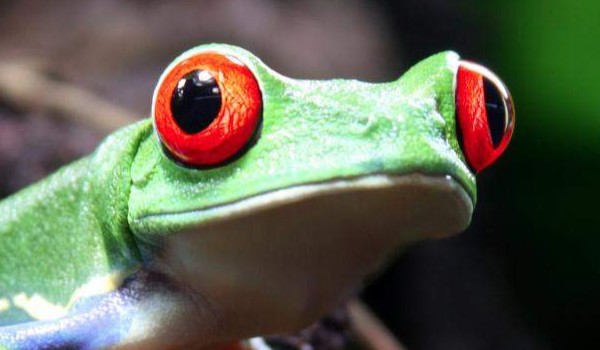 Ile wiesz o „Trapollo”?