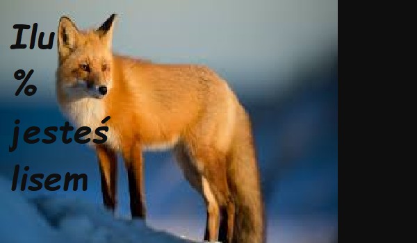 Ilu % jesteś lisem!