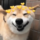TssuShiba
