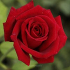 Rose_Wiewiulcia